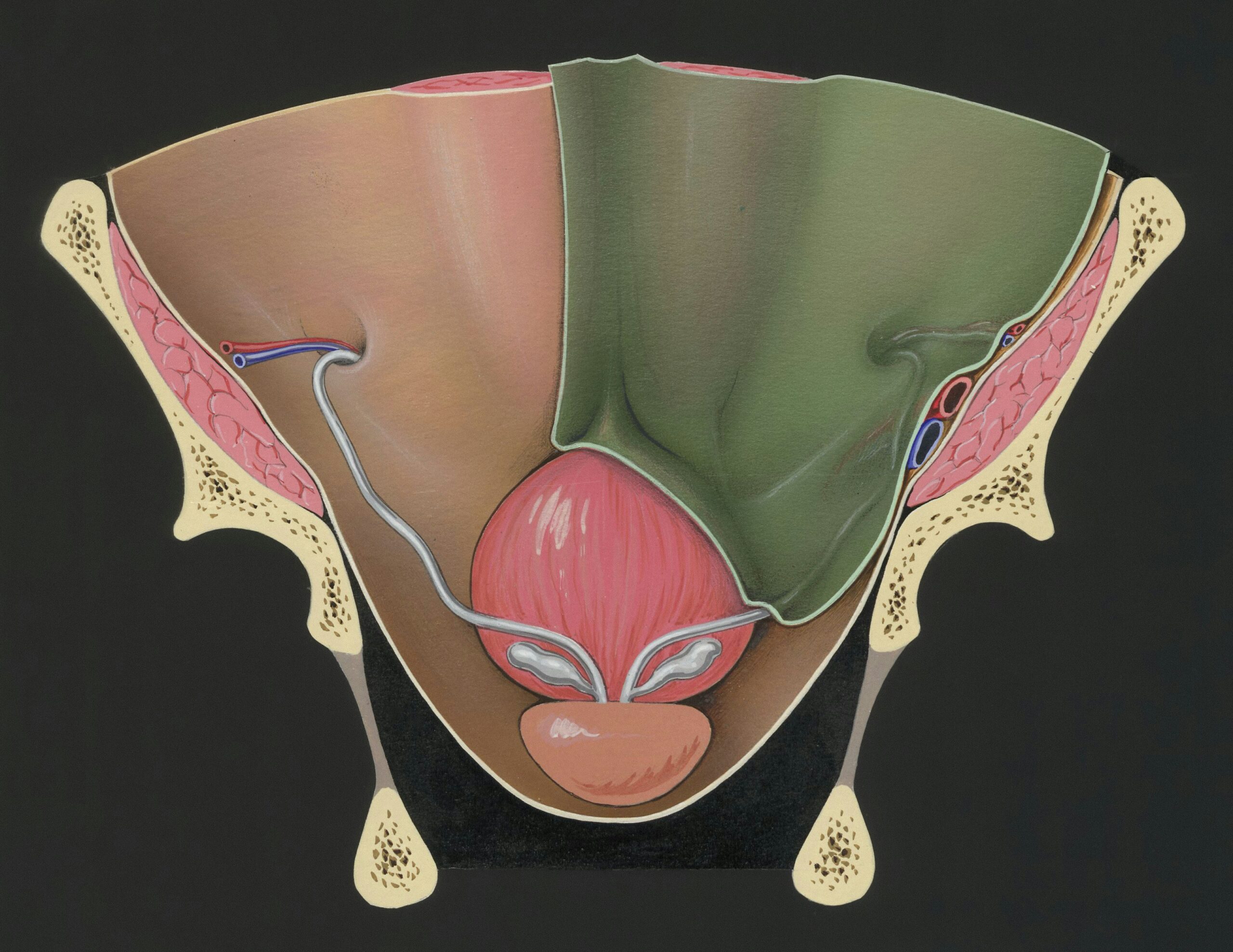 Anatomie et Fonction de la Prostate